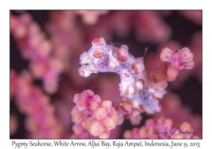 Pygmy Seahorse