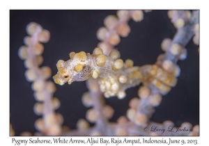 Pygmy Seahorse