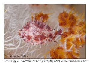 Hervier's Egg Cowry