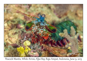 Peacock Mantis