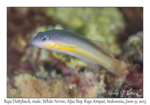 Raja Dottyback