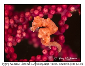 Pygmy Seahorse