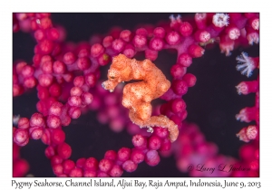 Pygmy Seahorse