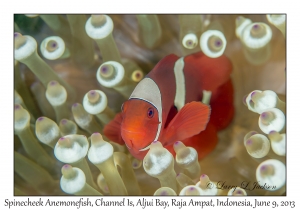 Spinecheek Anemonefish