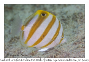 Ocellated Coralfish