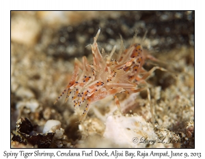 Spiny Tiger Shrimp