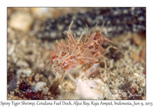 Spiny Tiger Shrimp