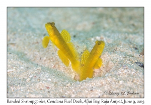 Banded Shrimpgobies