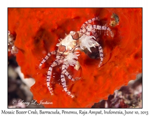 Mosaic Boxer Crab