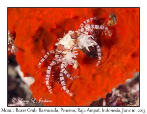 Mosaic Boxer Crab