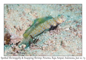 Spotted Sgrimpgoby & Snapping Shrimp