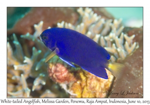 White-tailed Angelfish