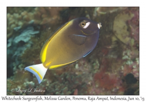 Whitecheek Surgeonfish