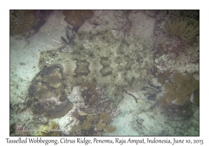 Tasselled Wobbegong