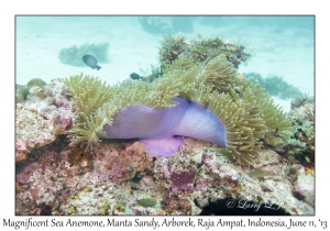 Magnificent Sea Anemone