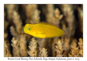 Brown Coral Blenny