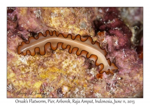 Orsak's Flatworm