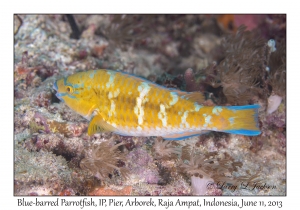 Blue-barred Parrotfish