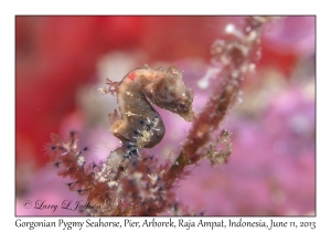 Gorgonian Pygmy Seahorse