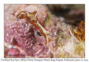 Freckled Sea Hare