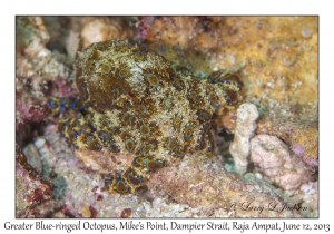 Greater Blue-ringed Octopus