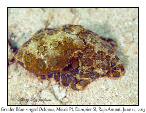 Greater Blue-ringed Octopus
