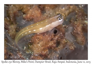 Spoke-eye Blenny