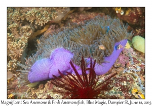 Magnificent Sea Anemone