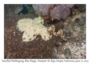 Tasselled Wobbegong