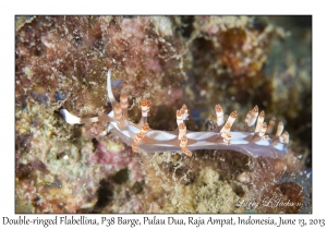 Double-ringed Flabellina
