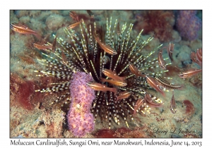 Moluccan Cardinalfish