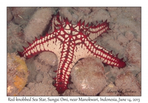 Red-knobbed Sea Star