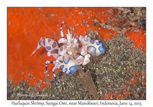 Harlequin Shrimp