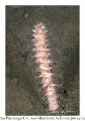 Sea Pen