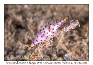 Rosy Spindle Cowrie