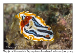 Magnificent Chromodoris