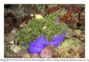 Magnificent Sea Anemone