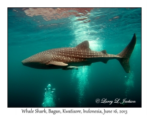 Whale Shark