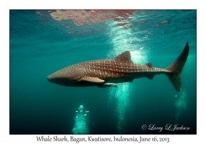 Whale Shark