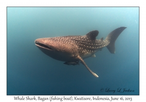 Whale Shark