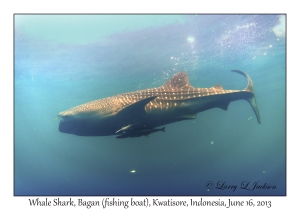 Whale Shark