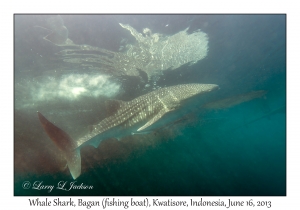 Whale Shark