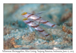 Yellownose Shrimpgobies