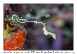 Lembeh Sea Dragon