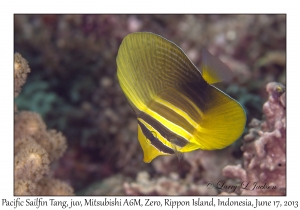 Pacific Sailfin Tang