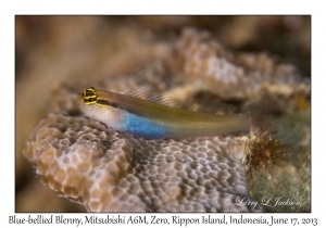 Blue-bellied Blenny