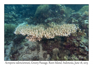 Acropora valenciennesi