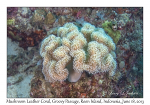 Mushroom Leather Coral