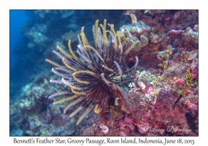 Bennett's Feather Star