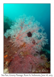 Sea Fan